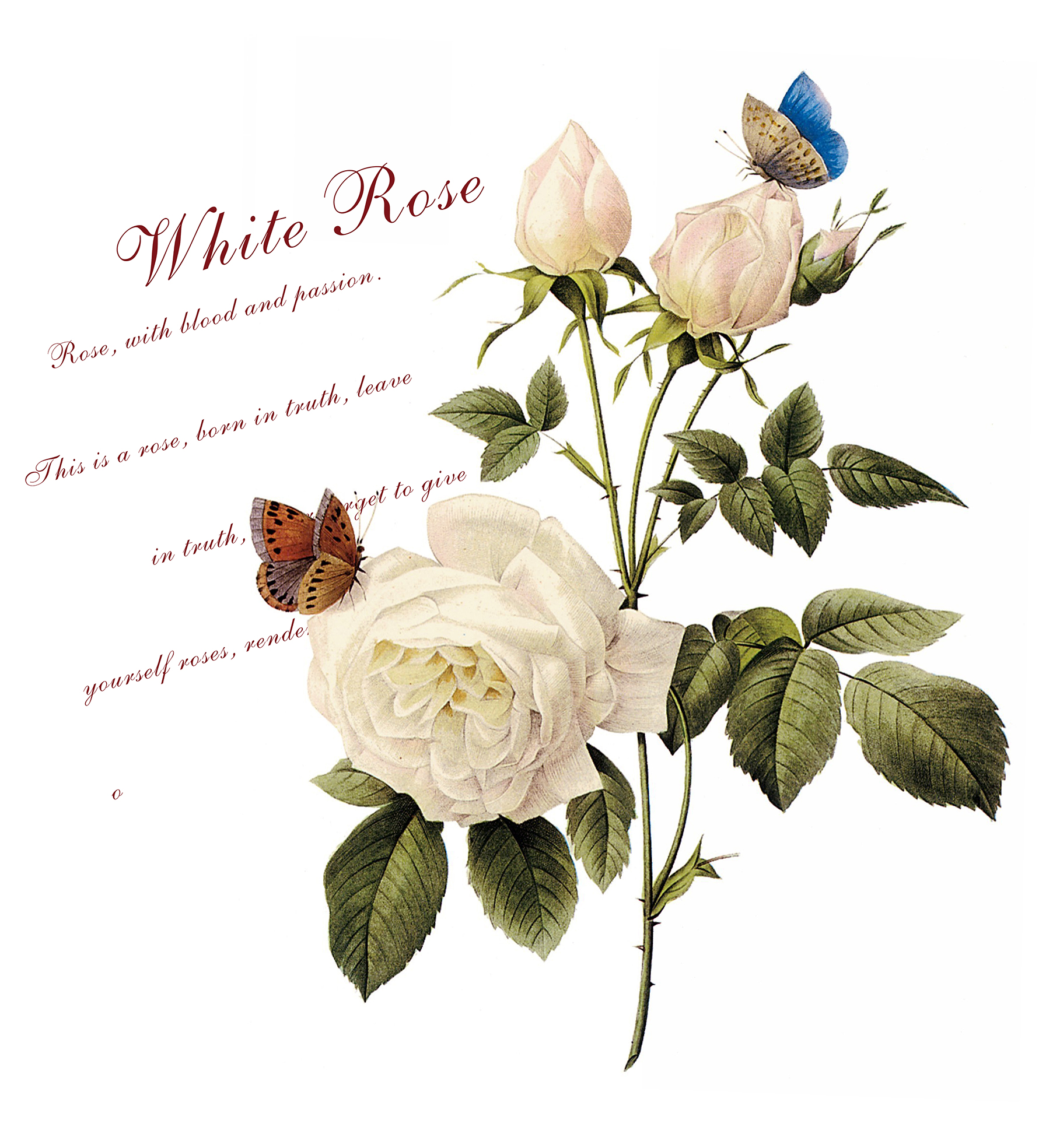 白玫瑰   耐刮板,肤感打印,艺术玻璃,UV打印,平开衣柜门,整体衣柜,高光系列 白玫瑰 玫瑰 手绘 蝴蝶 英文